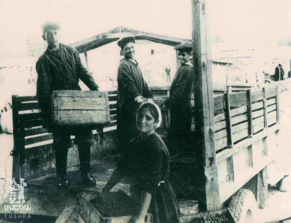 ararat valley grape harvesting